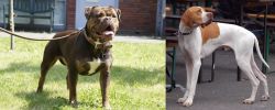 Renascence Bulldogge vs English Pointer - Breed Comparison