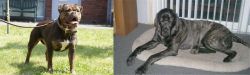 Renascence Bulldogge vs Giant Maso Mastiff - Breed Comparison