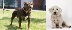 Renascence Bulldogge vs Glen of Imaal Terrier - Breed Comparison
