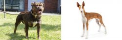 Renascence Bulldogge vs Ibizan Hound - Breed Comparison