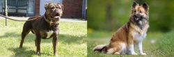 Renascence Bulldogge vs Icelandic Sheepdog - Breed Comparison