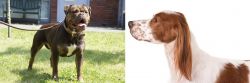 Renascence Bulldogge vs Irish Red and White Setter - Breed Comparison