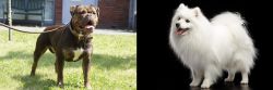 Renascence Bulldogge vs Japanese Spitz - Breed Comparison