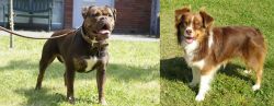 Renascence Bulldogge vs Miniature Australian Shepherd - Breed Comparison