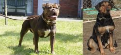 Renascence Bulldogge vs New Zealand Huntaway - Breed Comparison
