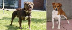 Renascence Bulldogge vs Plummer Terrier - Breed Comparison