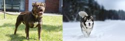 Renascence Bulldogge vs Siberian Husky - Breed Comparison