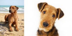Rhodesian Ridgeback vs Airedale Terrier - Breed Comparison