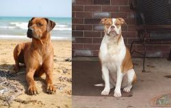 Rhodesian Ridgeback vs Alapaha Blue Blood Bulldog - Breed Comparison