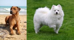 Rhodesian Ridgeback vs American Eskimo Dog - Breed Comparison
