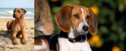 Rhodesian Ridgeback vs American Foxhound - Breed Comparison