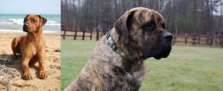Rhodesian Ridgeback vs American Mastiff - Breed Comparison