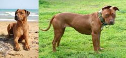 Rhodesian Ridgeback vs American Pit Bull Terrier - Breed Comparison
