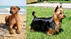 Rhodesian Ridgeback vs Australian Silky Terrier - Breed Comparison