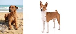 Rhodesian Ridgeback vs Basenji - Breed Comparison