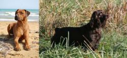 Rhodesian Ridgeback vs Boykin Spaniel - Breed Comparison