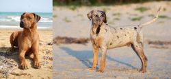 Rhodesian Ridgeback vs Catahoula Cur - Breed Comparison
