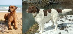 Rhodesian Ridgeback vs Drentse Patrijshond - Breed Comparison