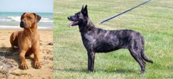 Rhodesian Ridgeback vs Dutch Shepherd - Breed Comparison