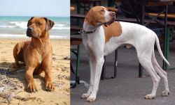 Rhodesian Ridgeback vs English Pointer - Breed Comparison