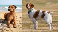Rhodesian Ridgeback vs French Brittany - Breed Comparison