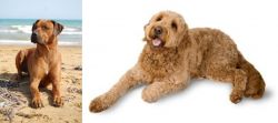 Rhodesian Ridgeback vs Golden Doodle - Breed Comparison