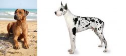 Rhodesian Ridgeback vs Great Dane - Breed Comparison