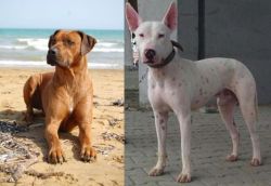 Rhodesian Ridgeback vs Gull Terr - Breed Comparison