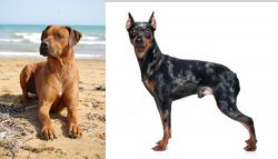 Rhodesian Ridgeback vs Harlequin Pinscher - Breed Comparison