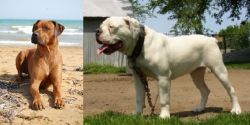 Rhodesian Ridgeback vs Hermes Bulldogge - Breed Comparison