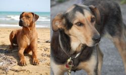Rhodesian Ridgeback vs Huntaway - Breed Comparison