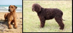 Rhodesian Ridgeback vs Irish Water Spaniel - Breed Comparison
