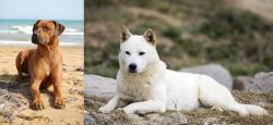 Rhodesian Ridgeback vs Jindo - Breed Comparison