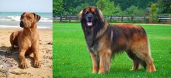 Rhodesian Ridgeback vs Leonberger - Breed Comparison
