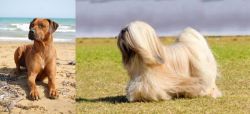 Rhodesian Ridgeback vs Lhasa Apso - Breed Comparison