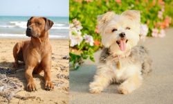 Rhodesian Ridgeback vs Morkie - Breed Comparison
