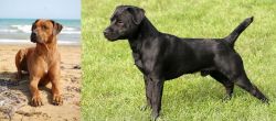 Rhodesian Ridgeback vs Patterdale Terrier - Breed Comparison