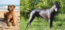 Rhodesian Ridgeback vs Peruvian Hairless - Breed Comparison