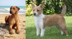 Rhodesian Ridgeback vs Portuguese Podengo - Breed Comparison