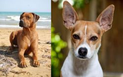 Rhodesian Ridgeback vs Rat Terrier - Breed Comparison