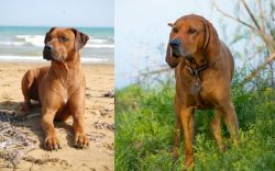 Rhodesian Ridgeback vs Redbone Coonhound - Breed Comparison
