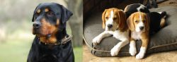 Rottweiler vs Beagle - Breed Comparison