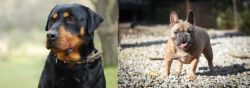 Rottweiler vs French Bulldog - Breed Comparison