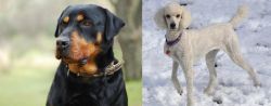 Rottweiler vs Poodle - Breed Comparison