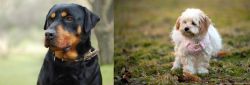 Rottweiler vs West Highland White Terrier - Breed Comparison
