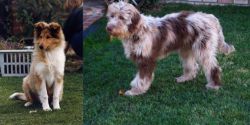 Rough Collie vs Aussie Doodles - Breed Comparison