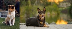 Rough Collie vs Australian Kelpie - Breed Comparison