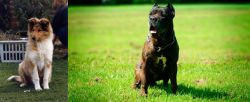 Rough Collie vs Bandog - Breed Comparison