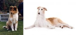 Rough Collie vs Borzoi - Breed Comparison