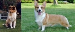 Rough Collie vs Cardigan Welsh Corgi - Breed Comparison